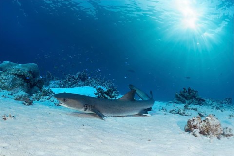 Whitetip reef shark