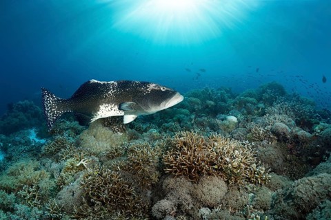 Blacksaddled coralgrouper