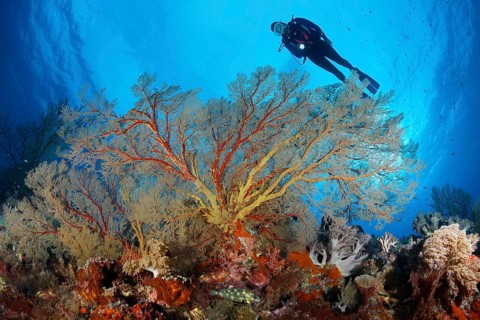 Diver viewing large Melithaea gorgonian