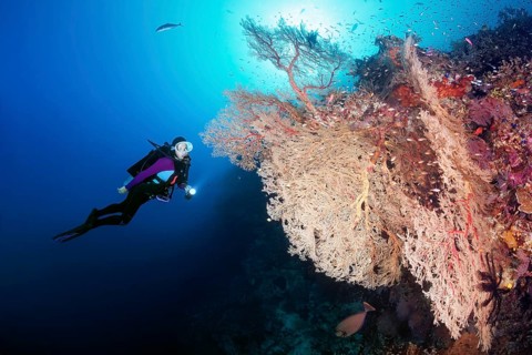 Diver viewing large Melithaea Gorgonian