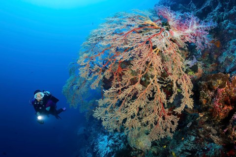 Diver viewing large hanging Melithaea Gorgonian