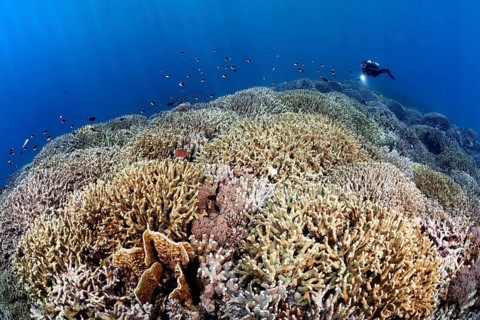 Diver swims over coral reef
