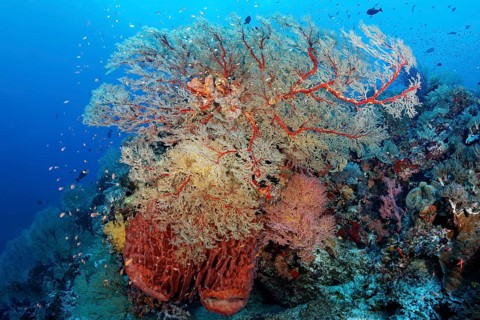 Coral Reef