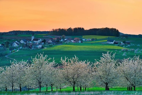 Blossoming cherry trees in the evening