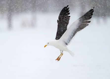 Lesser black-backed gull in flight