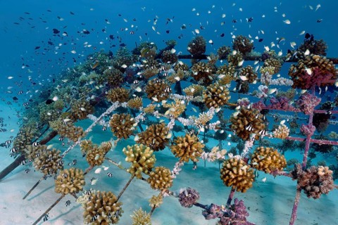 Coral breeding of stony corals