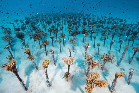 Coral breeding of hard corals