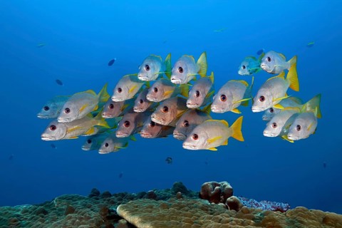 Swarm of fish Ehrenberg's Snapper