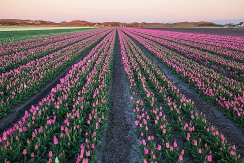 Flower field with tulips