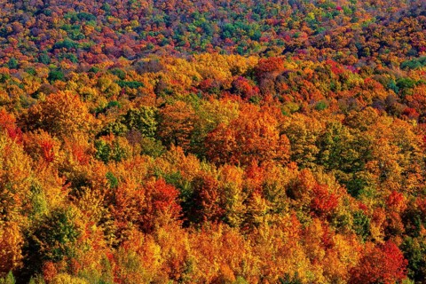 Forest with bright autumn colors Bromont Quebec Canada