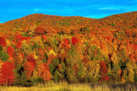 Deciduous forest in bright autumn colours