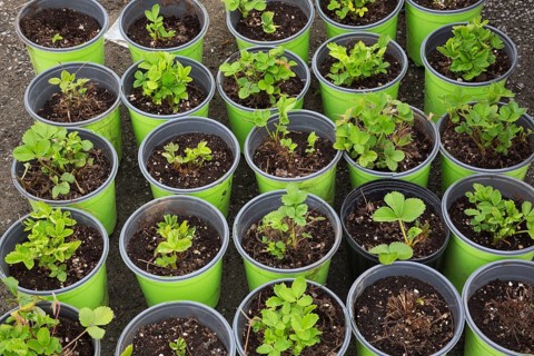 Young strawberry plants
