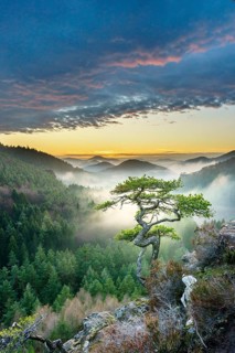 Palatinate Forest