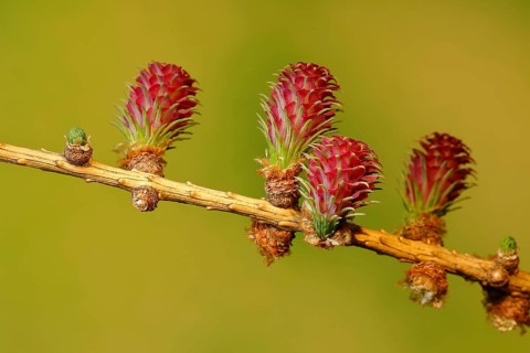 Female flowers of larch