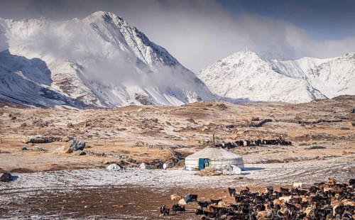 Yurt and flock of sheep in front of snowy Altai Mountains in autumn