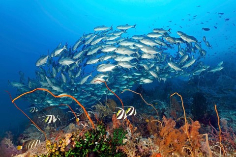 Coral reef with various soft corals