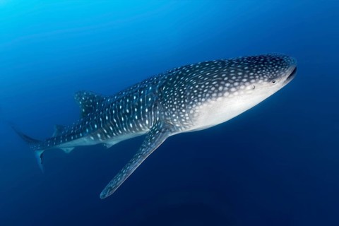 Whale shark