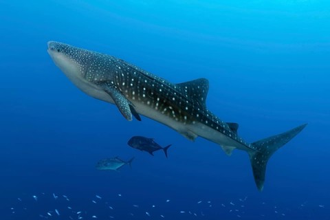Whale shark