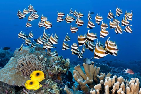 Swarm of fish Pacific bannerfish