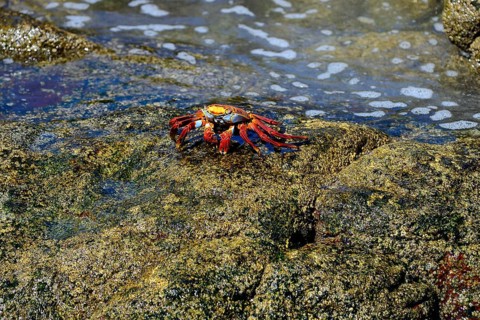 Red rock crab