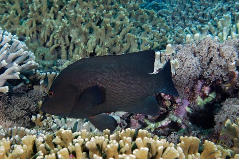 Redmouth Grouper