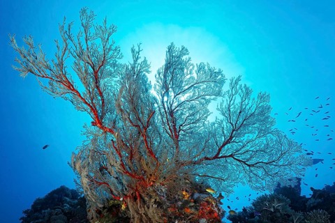 Reef drop-off with large Melithaea gorgonians