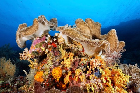 Leather coral