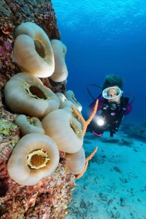 Diver viewing Disc Anemone