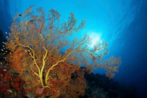 Coral reef with large Melthaea gorgonian