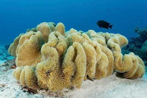 Leather coral