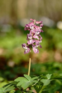 Hollow larkspur