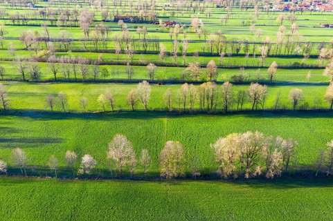 Hedge landscape in the Isar valley between Gaissach and Arzbach