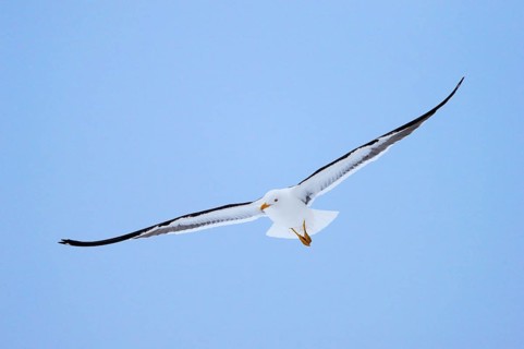 Flying Lesser black-backed gull
