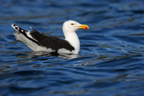 Great black-backed gull