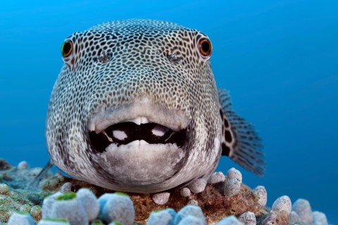 Star puffer