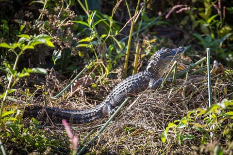 Juvenile American alligator