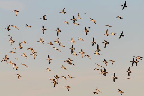 Eurasian Wigeons