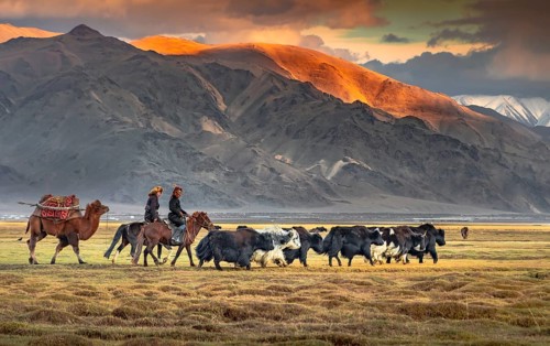 Shepherds riding horses to an autumn camp