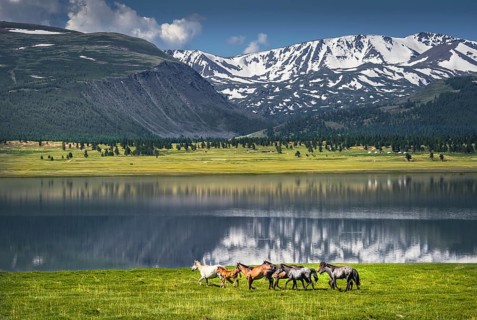 Herd of horses running at the lake