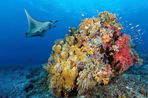 Reef manta ray