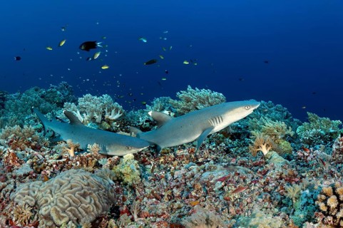 Whitetip reef sharks