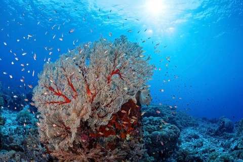 Coral block with large Melithaea gorgonians