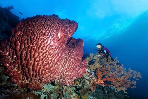Diver behind Melithaea Gorgonie