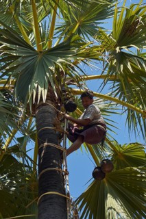 Man climbing palmyra palm