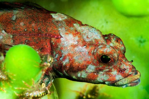 Stone sculpin