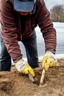 Seasonal workers working on an asparagus field while harvesting asparagus