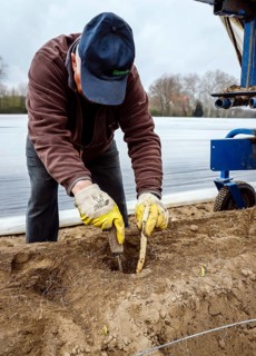 Seasonal workers working on an asparagus field while harvesting asparagus