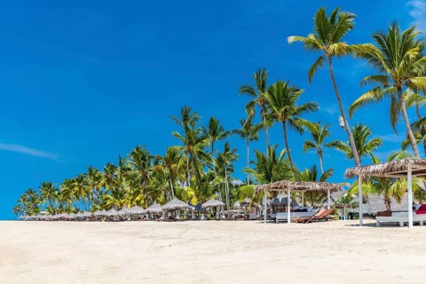 Row of palm trees