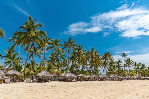 Row of palm trees