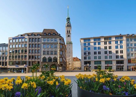 Daffodils in flower pots on Marienplatz